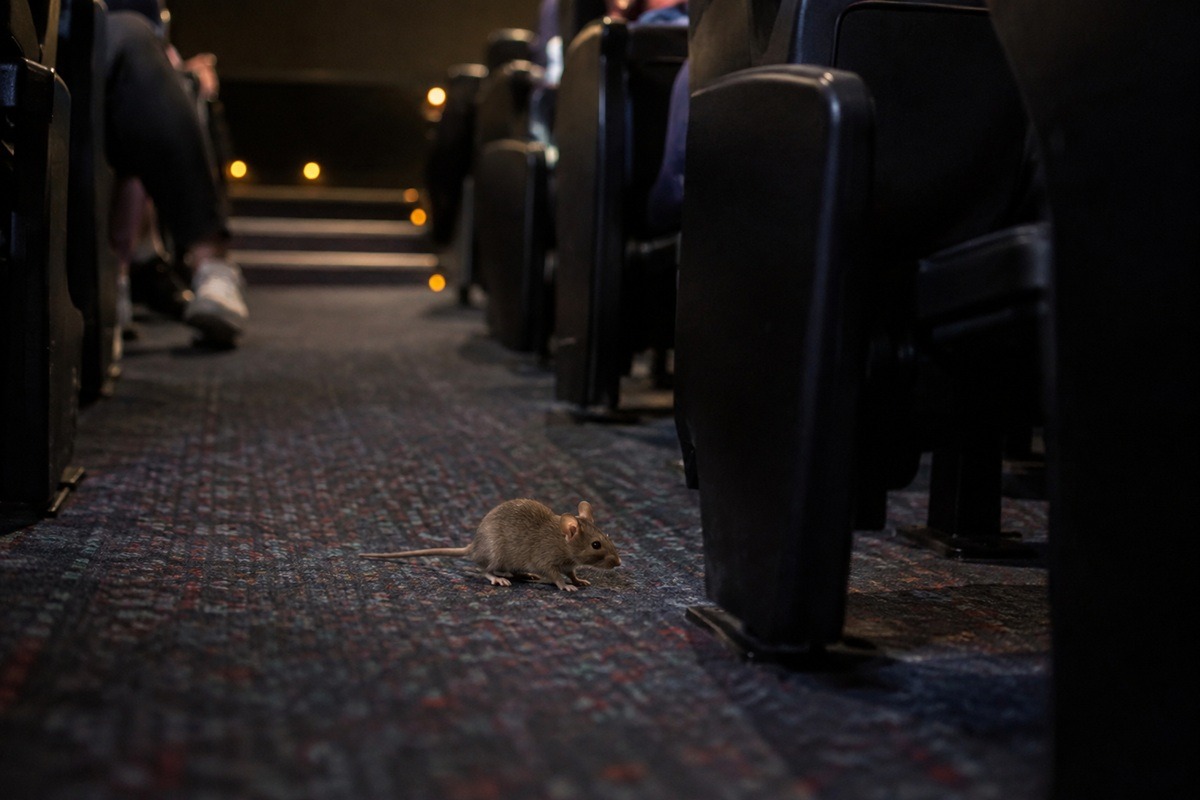 Cine